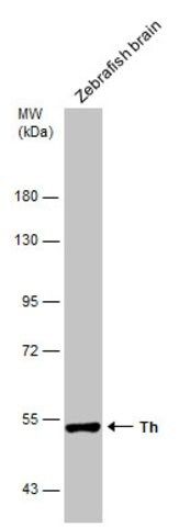 Anti-TH antibody produced in rabbit