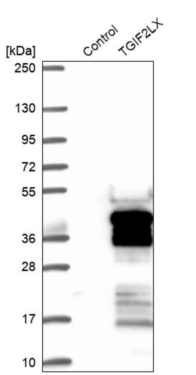 Anti-TGIF2LX antibody produced in rabbit