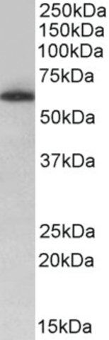 Anti-TH1L antibody produced in goat