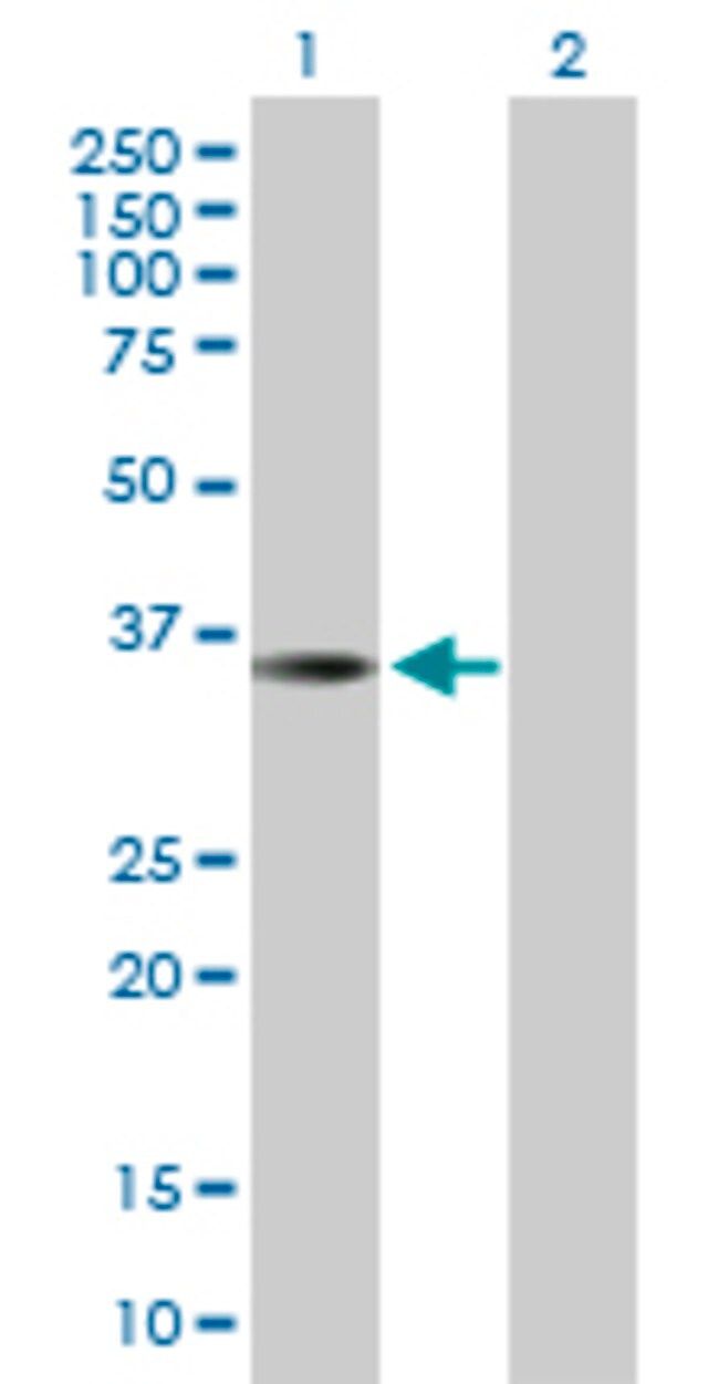 Anti-THAP10 antibody produced in mouse