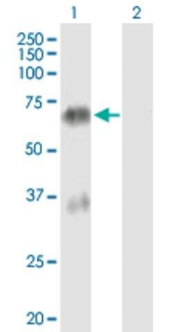 Anti-TGM4 antibody produced in mouse