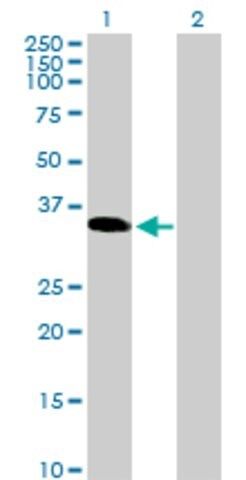 Anti-TGIF2LX antibody produced in mouse