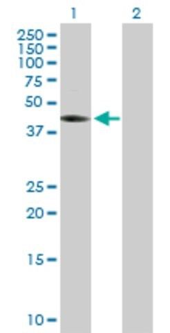 Anti-THEG antibody produced in mouse