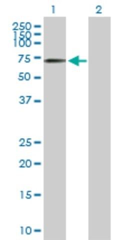 Anti-TGM2 antibody produced in mouse