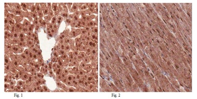 Anti-THAP11 (Ronin) Antibody