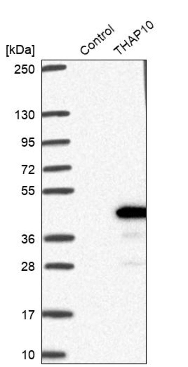 Anti-THAP10 antibody produced in rabbit