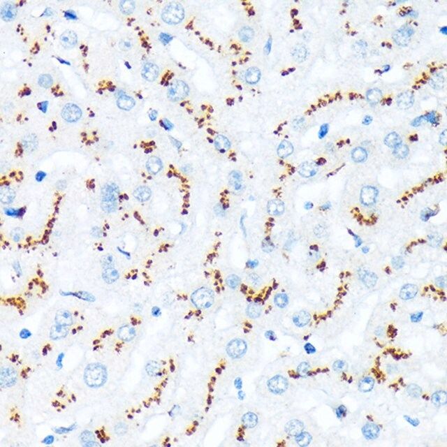 Anti-TGN46/TGOLN2 antibody produced in rabbit