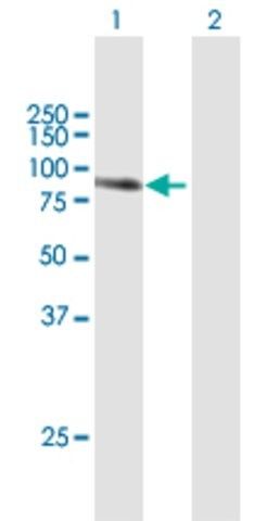 Anti-TGM1 antibody produced in mouse