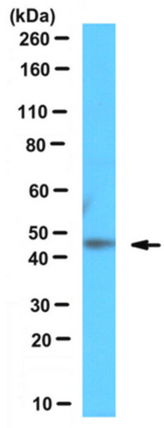 Anti-THAP11 Antibody