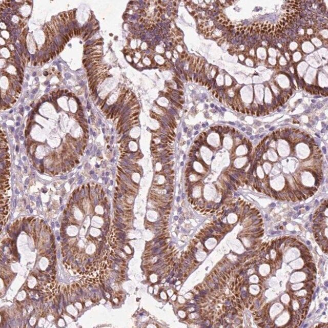 Anti-THEGL antibody produced in rabbit