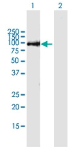 ANTI-THAP9 antibody produced in mouse