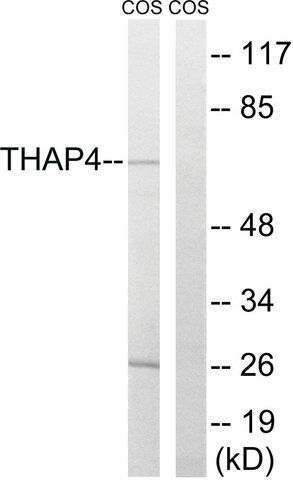 Anti-THAP4 antibody produced in rabbit