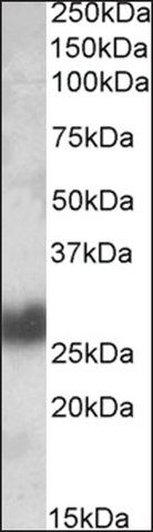 Anti-THY1 antibody produced in goat