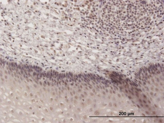 Anti-TH1L antibody produced in mouse