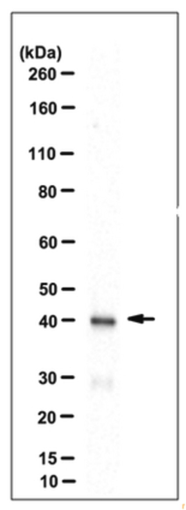 Anti-Thorase Antibody, clone 9G7.1