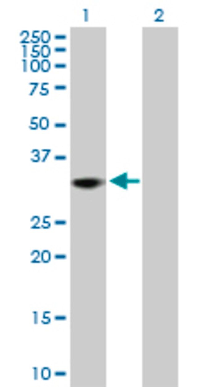 Anti-THAP1 antibody produced in rabbit