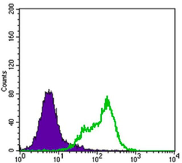 Anti-THAP11 Antibody, clone 3F3