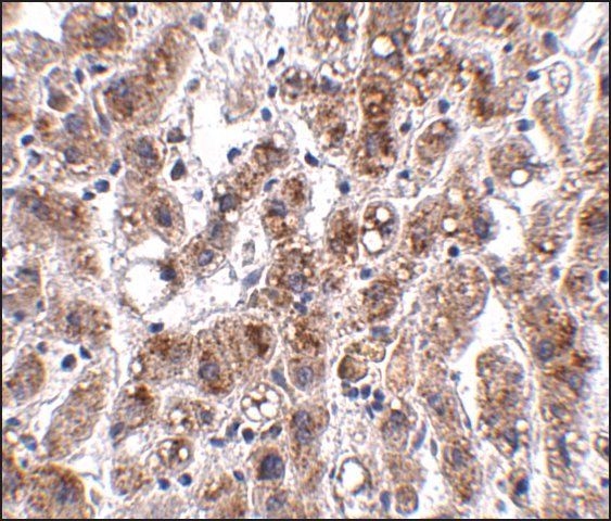 Anti-THEM2 antibody produced in rabbit