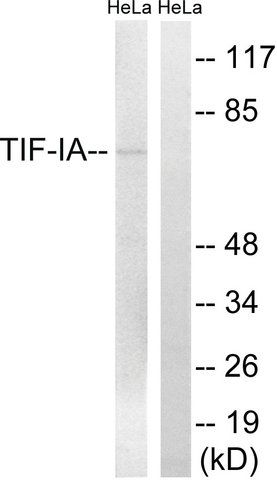 Anti-TIF-IA antibody produced in rabbit