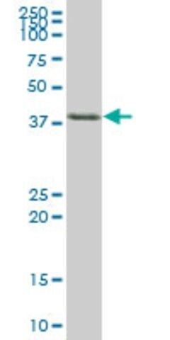 Anti-TIA1 antibody produced in mouse