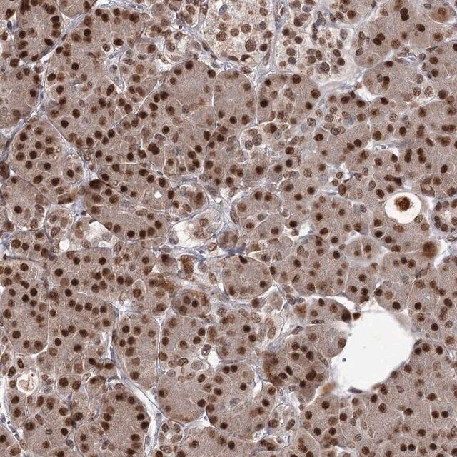 Anti-THYN1 antibody produced in rabbit