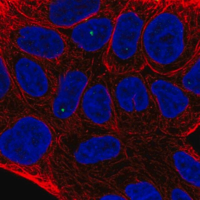 Anti-TIGD2 antibody produced in rabbit