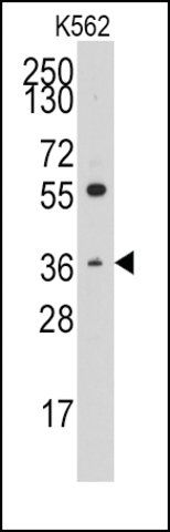 Anti-THPO (C-term) antibody produced in rabbit