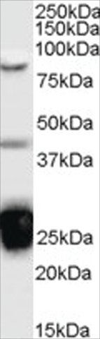 Anti-TIA1 antibody produced in goat