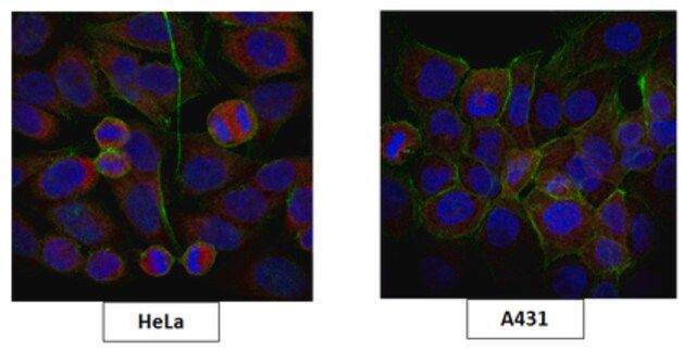 Anti-TICAM1 Antibody, clone 3D5.1