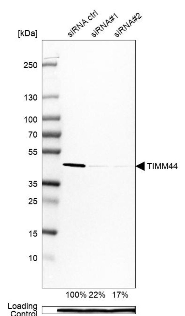 Anti-TIMM44 antibody produced in rabbit