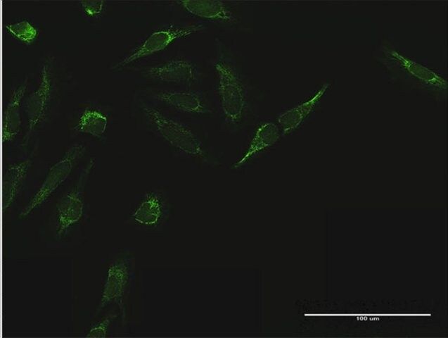 Anti-TIMM44 antibody produced in mouse