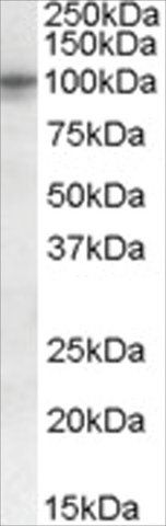 Anti-TAS1R2/GPR71 antibody produced in goat