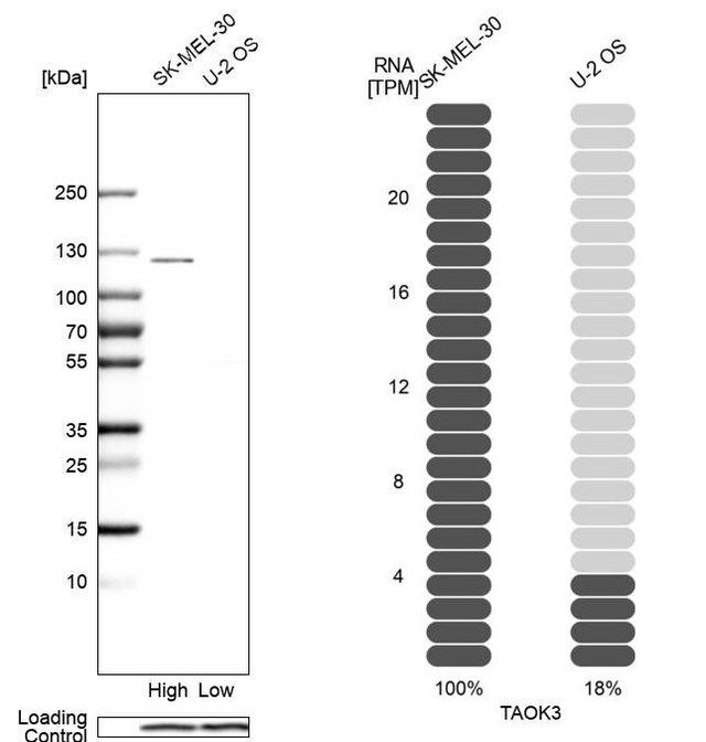 Anti-TAOK3 antibody produced in rabbit