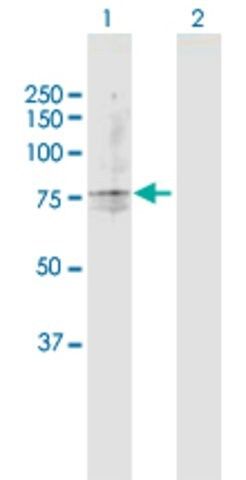 Anti-TAP2 antibody produced in rabbit