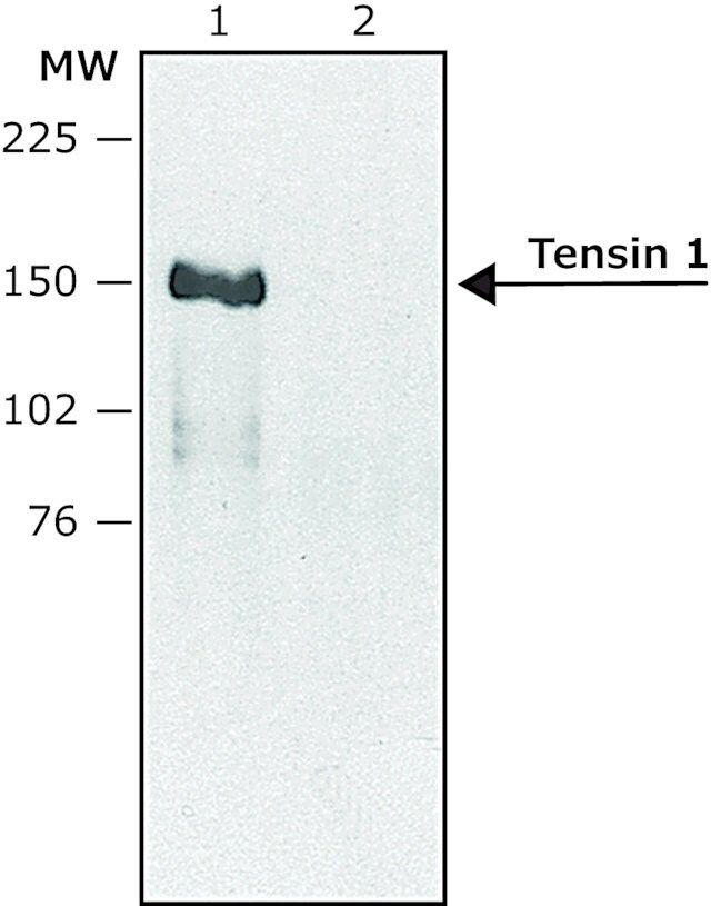 Anti-Tensin 1 (internal) antibody produced in rabbit