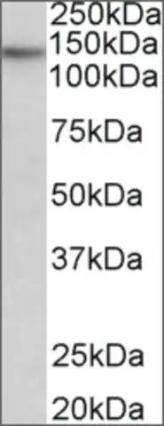 Anti-TERT antibody produced in goat