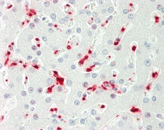 Anti-TENT4B (C-terminal) antibody produced in rabbit