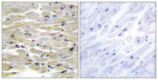 Anti-TENS3 antibody produced in rabbit