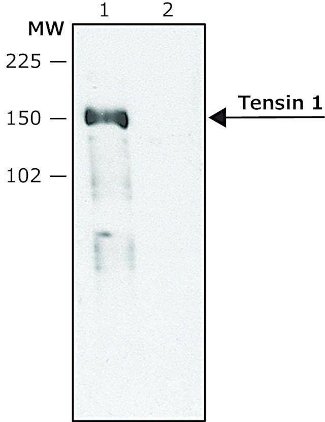 Anti-Tensin 1 (C-terminal region) antibody produced in rabbit