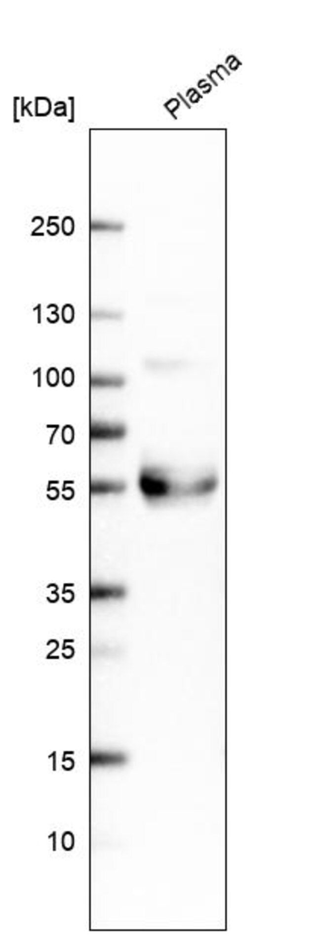 Anti-TFPI antibody produced in rabbit