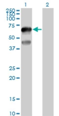 Anti-TFCP2L1 antibody produced in mouse