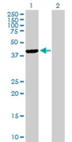 Anti-TFB1M antibody produced in mouse