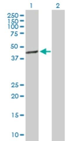 Anti-TFB1M antibody produced in rabbit