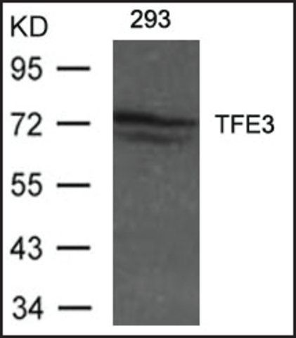 Anti-TFE3 antibody produced in rabbit