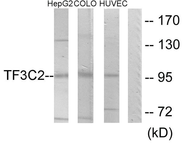 Anti-TF3C2 antibody produced in rabbit