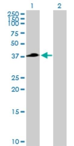 Anti-TFB2M antibody produced in mouse