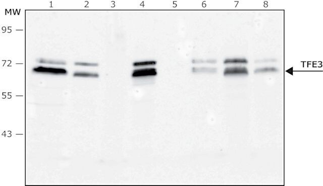 Anti-TFE3 antibody, Mouse monoclonal