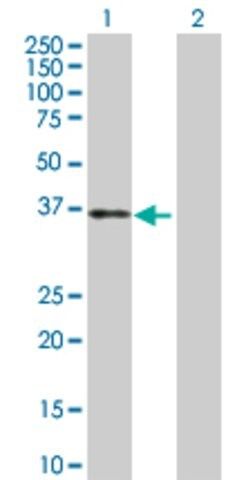 Anti-TFPI antibody produced in rabbit