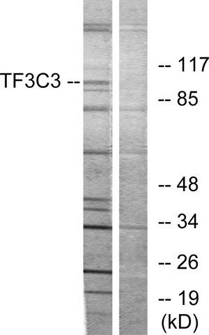 Anti-TF3C3 antibody produced in rabbit