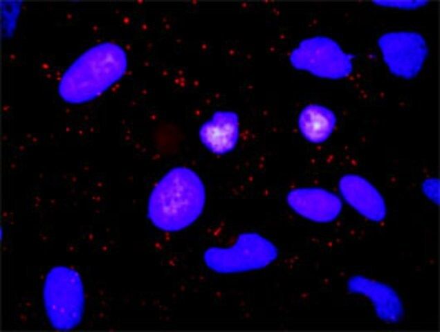 Anti-TGFA antibody produced in rabbit